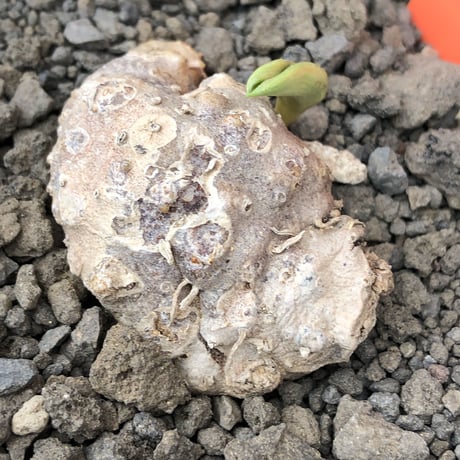 eriospermum cooperi《XL size》驚愕‼︎冬型激希少年代物大株※現地球発根後店主国内管理8年株※大変bigな塊根＆極美しい大きな葉も魅力な一株※mad black pot植え