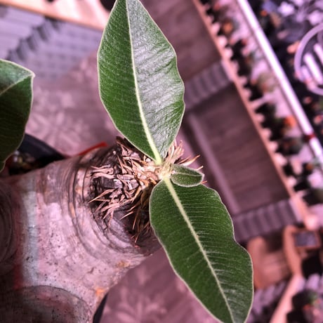 packypodium    roslatum var. eburneum（M  size）