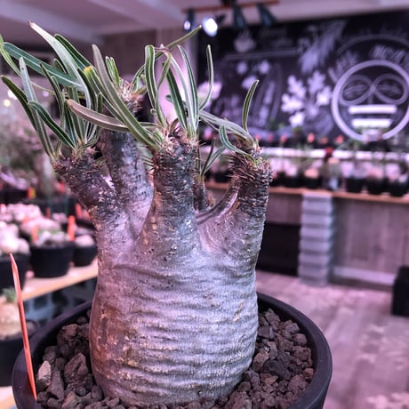 packypodium  gracilius《M size》※現地球発根済株※店主国内管理3年株※短枝＆激レア360°ロゼット枝のweight低き最高balance株※mad black pot植え