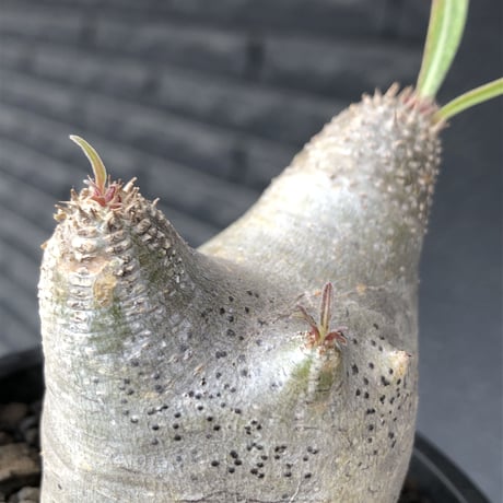 pachypodium gracilius《大きめS size》※極短枝ぼってり株※現地球発根後店主国内管理3年株※極めて短枝且つツルツル肌のぼってりトトロ樹形※mad black pot植え