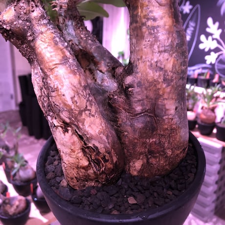 packypodium  enigmaticum《L size》W-he'd※現地球発根済※店主国内管理 3年株※表皮はメクれ上がり半端なくエグい一株※mad black bowl pot植え