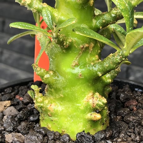 希少‼︎dorstenia gigas《小さめL  size》littmon  seed🌱9年株※極太ぼってり株元に良枝振りなリトモン渾身の一株※mad black pot植え
