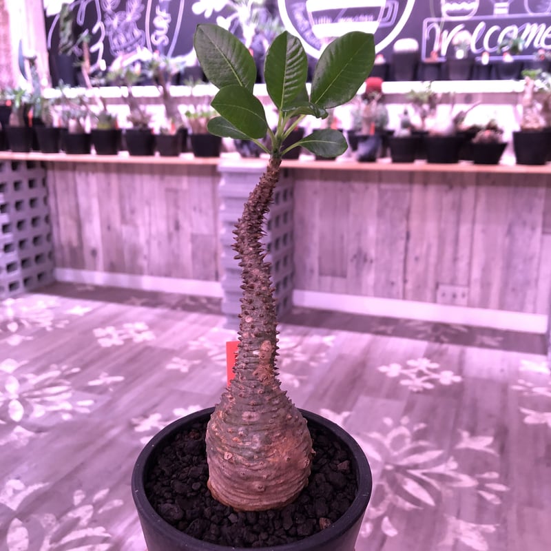 packypodium windsorii《Msize》現地球発根済み株‼︎今後の枝振りの展