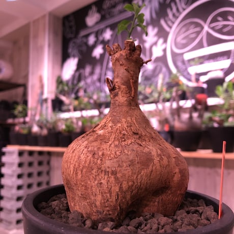 euphorbia  hedyotoides《M size》※店主三年管理株‼︎※大変美肌でありながら、成熟株の証である表皮のめくれやヒビ割れが堪らない希少球体‼︎※mad black pot植え