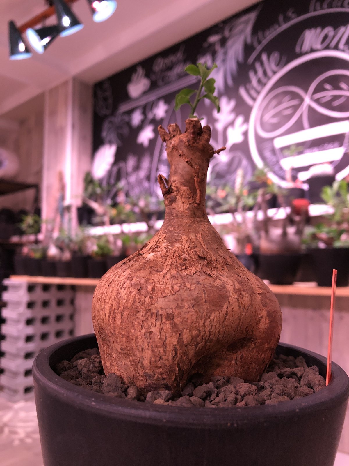 euphorbia hedyotoides《M size》※店主三年管理株‼︎※大変美肌であ