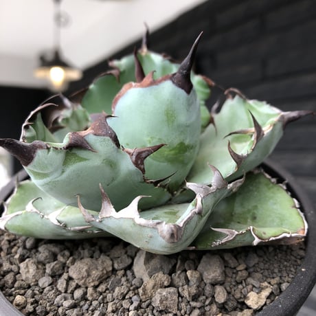 agave titanota black&blue 強棘《M size》選抜株※現地球株発根済※極めて纏まり締まり良き厳つさが堪らないワイルド株※mad black pot植え