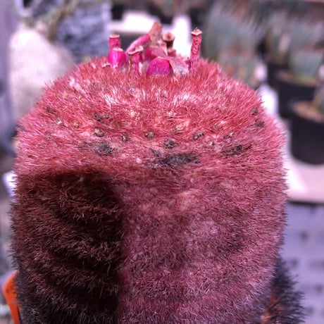 melocactus    SP