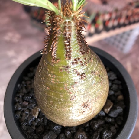 pachypodium  gracilius《大きめS size》まん丸樹形green肌※現地球発根済株※店主国内管理2年株※360度まん丸樹形の堪らなく可愛い一株※mad black pot植え