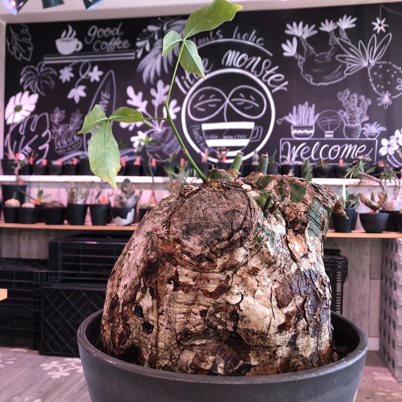 ボンバックス 塊根 大株 ボンバックスの育て方・栽培方法 | LOVEGREEN(ラブグリーン)