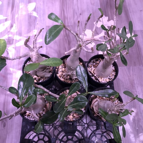 adenium    socotranum  《M  size》