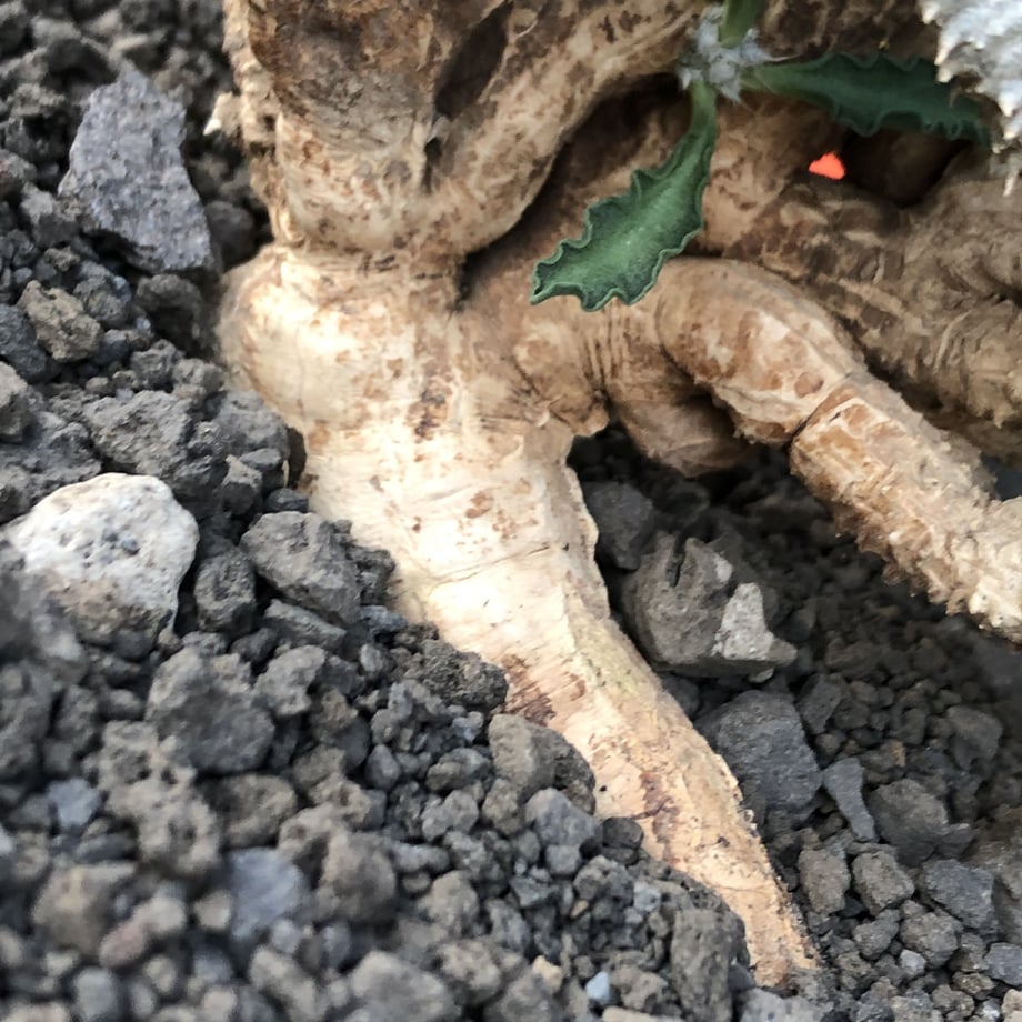61a480339eadbe16613c5a3b