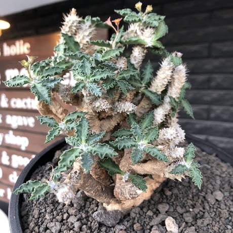 euphorbia tulearensis《 LL size》大株※現地球発根後店主国内管理4年株※驚愕‼︎希少性激高塊根ユーフォルビア‼︎big塊根&半端なき枝振り※shallow pot植え