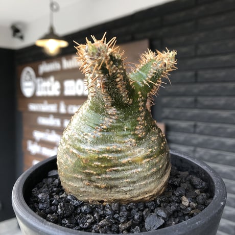 pachypodium  gracilius《M size》希少‼︎green肌ぼってり樹形※現地球発根後店主国内管理2年株※weight低く低重心極短枝な選抜株※mad black pot植え