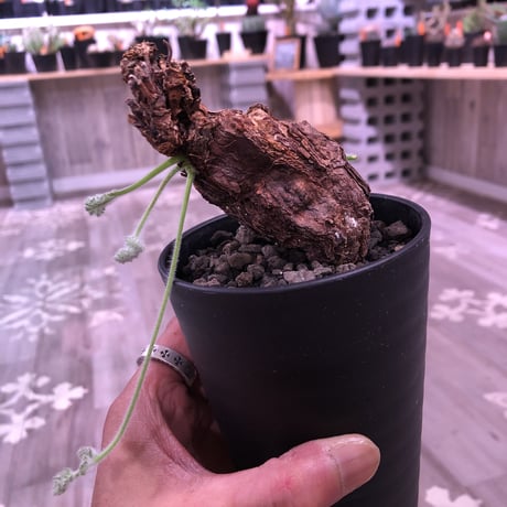 pelargonium  triste《M size》