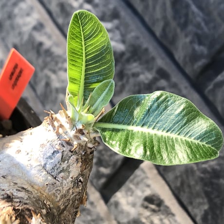pachypodium  eburneum《LL size》※現地球発根後店主国内管理8年株※エブレらしい樹形に極wild装いの存在感抜群なimpact株※mad black bowl pot植え
