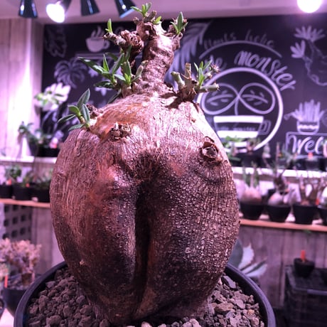 packypodium  bispinosum《大きめL size》※現地球発根済株※店主国内管理4年株※wildな表皮質に大きくぼってりまん丸樹形が堪らない‼︎※セラアートpot植え