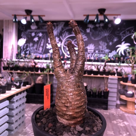 packypodium  gracilius《小さめM  size》※現地球発根済株‼︎※間もなくお目覚めするバキバキボコボコ強き表皮を持つグラキリス※mad black pot植え