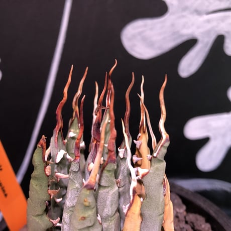 agave     utaensis  eborispina《S  size》