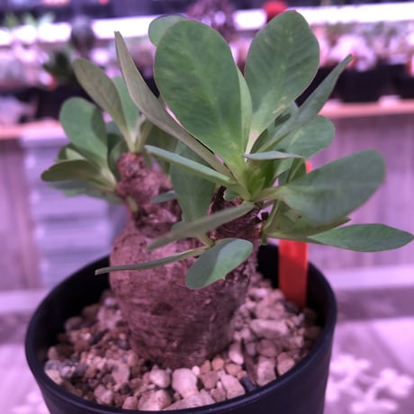 euphorbia    itremensis《M size》おススメ株‼︎   人気で話題のイトレメンシス  個体差が激しくそれがまた魅力