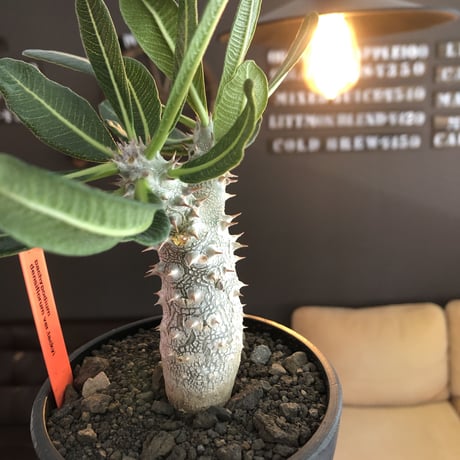 pachypodium tackyi《M size》希少種※littmon seed 4年株※白く美しくちぢれ葉が堪らなくかわいすぎる一株※mad black bowl pot植え