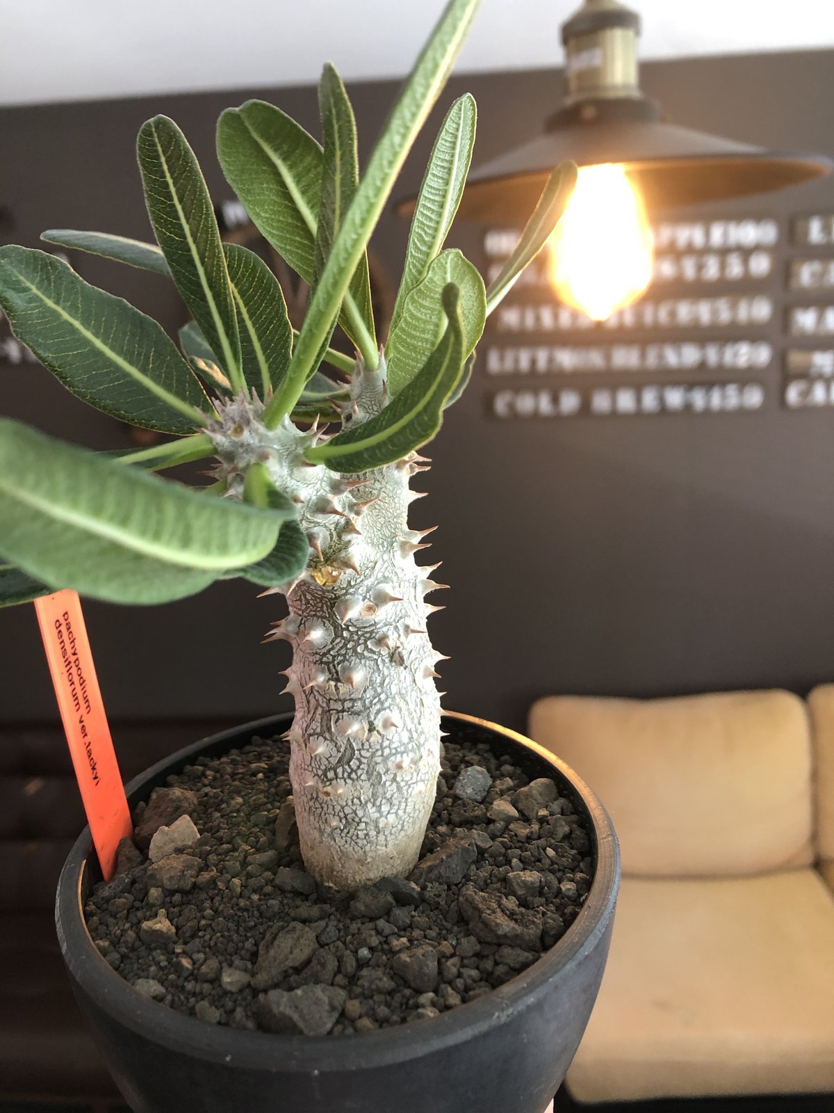 パキポディウム　タッキー　Pachypodium Tackyi pachypodium tackyi《M size》希少種※littmon seed 4年株※