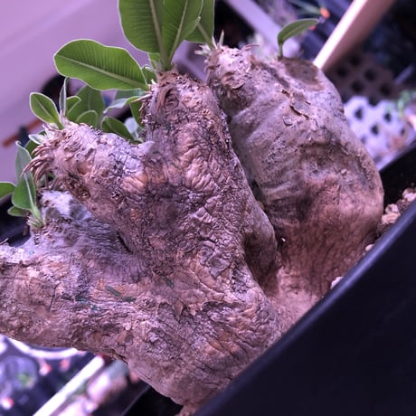 packypodium    roslatum var. eburneum（L size） ※現地球   発根済み株