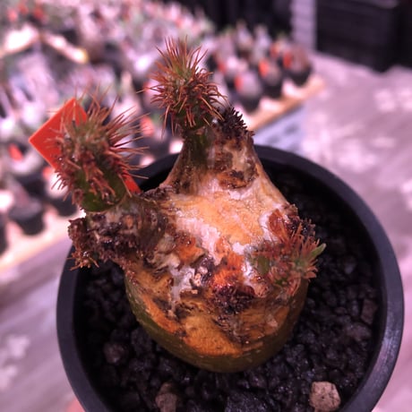 packypodium  gracilius《S size》驚愕株※現地球発根済株※店主国内管理2年株※現焼けマミれな上、左半面green肌‼︎右半面red肌エグい一株※mad black pot植え