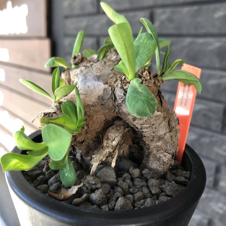 euphorbia itremensis 《M size》※現地球発根後店主国内管理3年株※可愛く枝振りも大変面白い良樹形株‼︎ 更に枝作りし変化も楽しめる一株※mad black pot植え