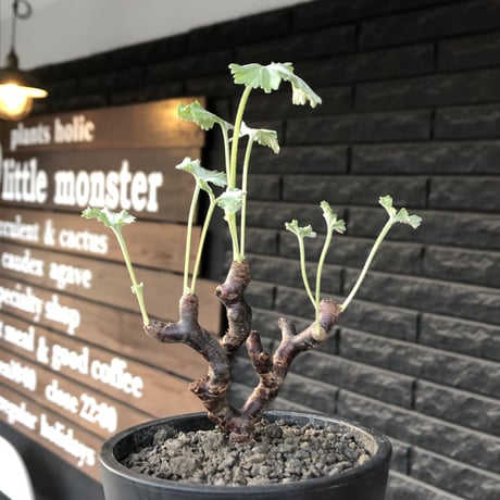 pelargonium  mirabile《大きめS size》※現地球店主国内管理4年株※愛おしく堪らないと感じる冬型の人気者※mad black pot植え