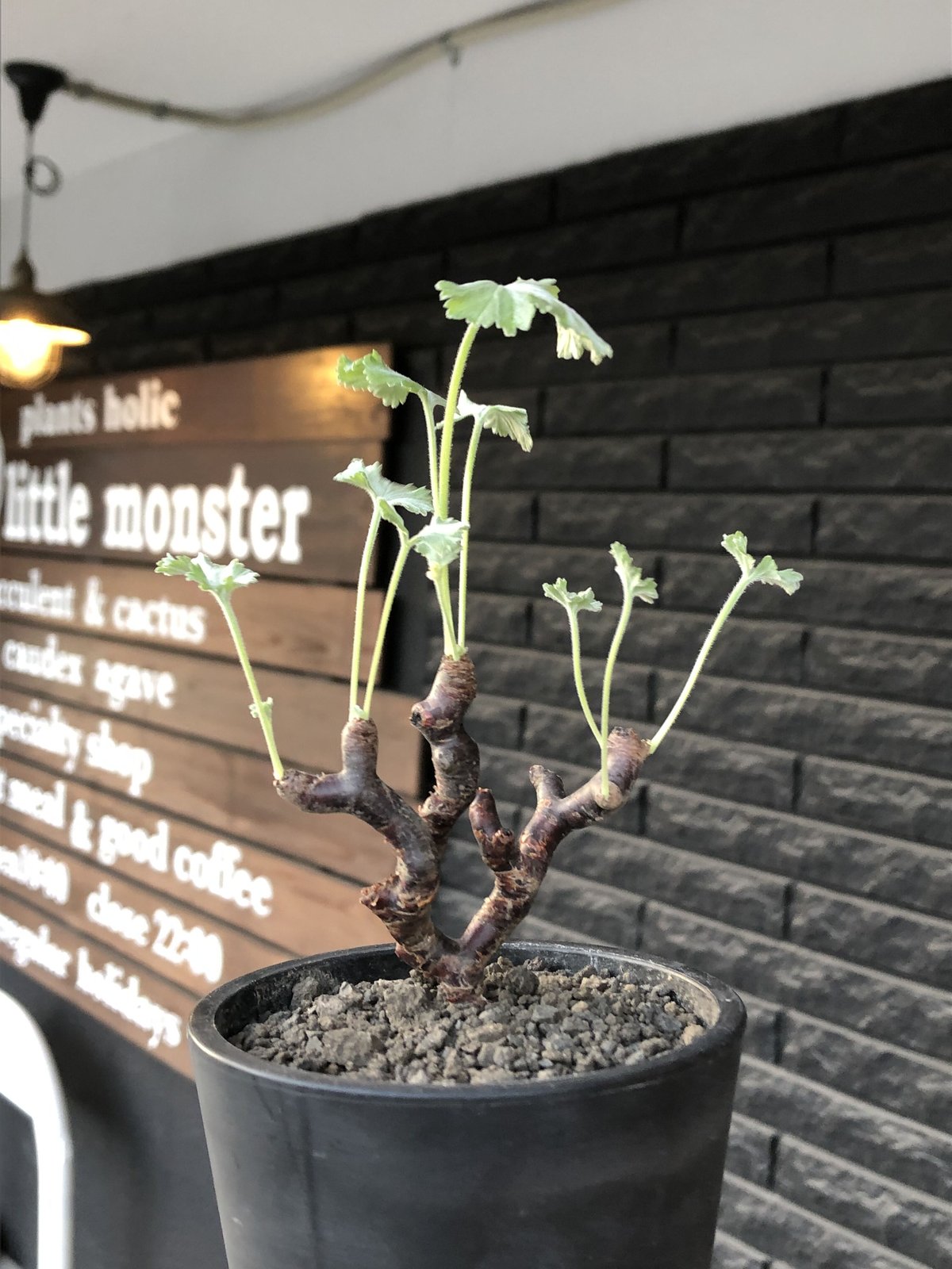 pelargonium mirabile《大きめS size》※現地球店主国内管理4年株※愛