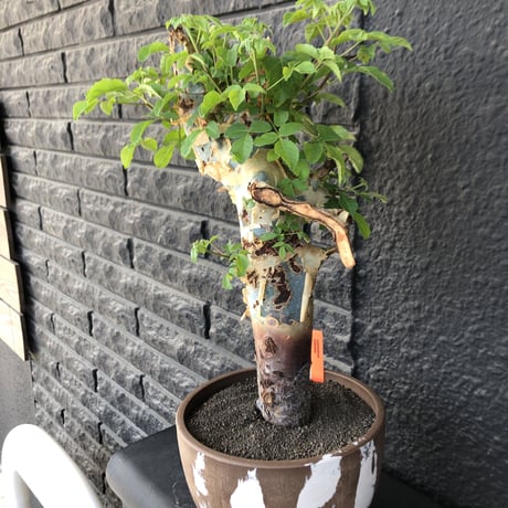 commiphora  holtziana《大きめLL size》驚愕‼︎極太株第3弾‼︎※現地球発根後店主国内管理3年株※渋さ佇まいが堪らない大株※brown marble bowl pot植え