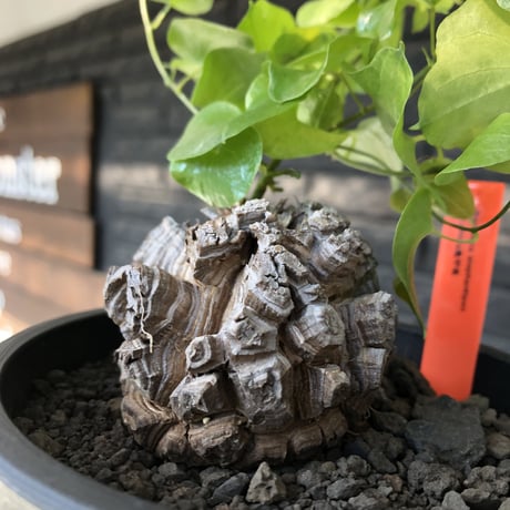 dioscorea elephantipes アフリカ亀甲竜《小さめM size》※現地球発根後店主国内管理3年株※compactながら堀が深くゴツゴツ感強き一株※mad black pot植え
