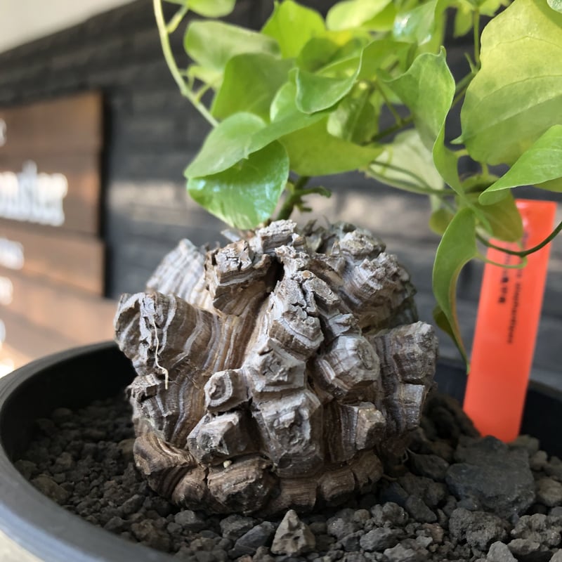 dioscorea elephantipes アフリカ亀甲竜《小さめM size》※現地球 dioscorea elephantipes アフリカ亀甲竜《小さめM size》※現地球