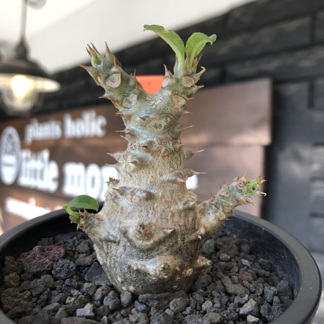 pachypodium windsorii《M size》※選抜littmon seed🌱※weight低き極ぼってり株元&枝振りも◎良樹形※mad black pot植え