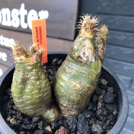 pachypodium gracilius《M size》※現地球株発根済※希少‼︎w-he'd＆極green肌で愛らしいぼってり樹形※black pot植え