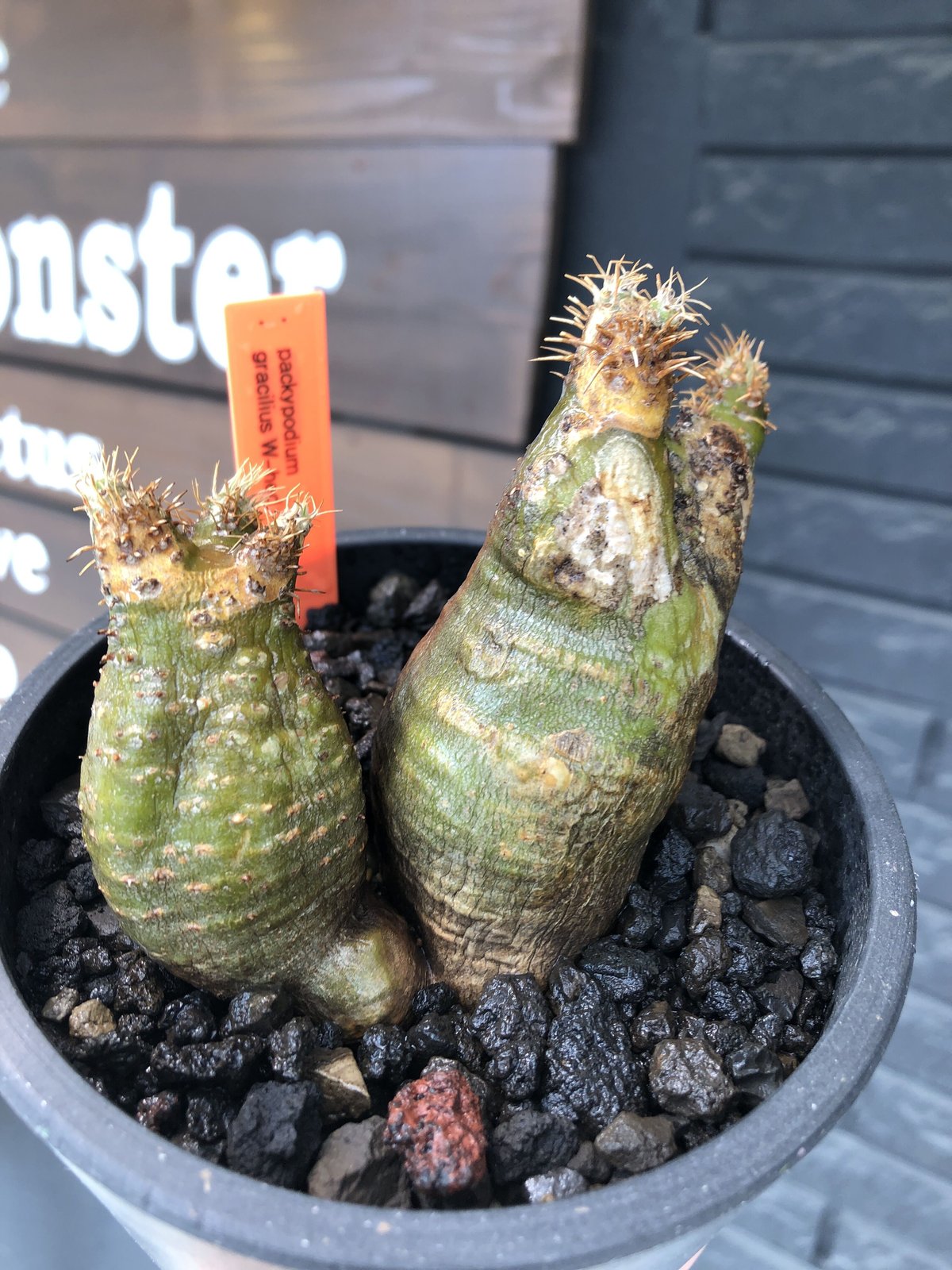 パキポディウム グラキリス Packypodium gracilius 現地株