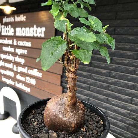 euphorbia hedyotoides《L size》球体大株※現地球株発根済※中々出会えないほど丸み強き塊根と良き枝振りが堪らない美しい一株‼︎※black pot植え