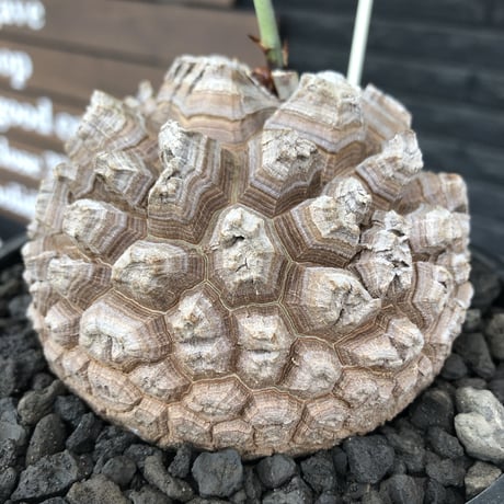 dioscorea elephantipes アフリカ亀甲竜《大きめL size》※今後輸入が厳しい南アフリカ物‼︎現地球らしい彫深き立体樹形に最高球体美樹形※mad black bowl pot植え