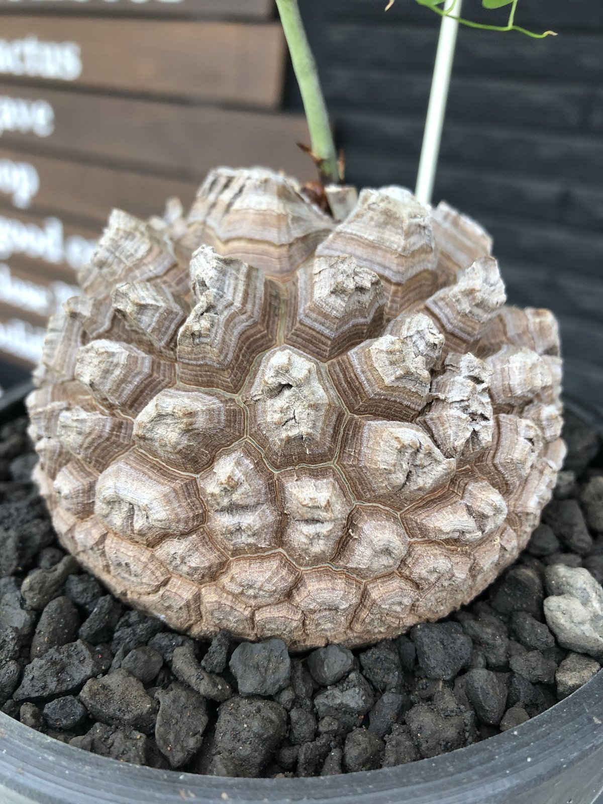 dioscorea elephantipes アフリカ亀甲竜《大きめL size》※今後輸入が