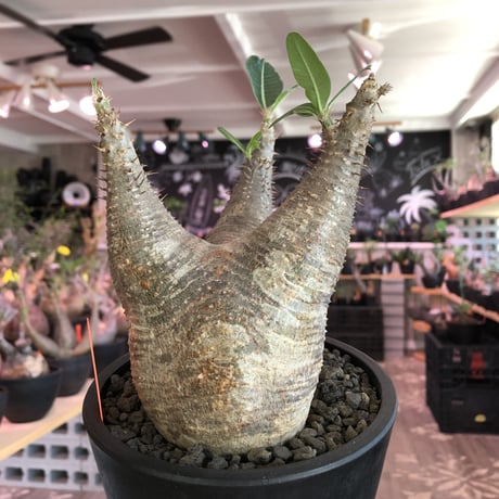 packypodium   makayense《M size》※現地球発根済株※店主国内管理2年株※手乗りサイズの丁度良きサイズ感‼︎立体的マカイらしい樹形‼︎※mad black pot植え