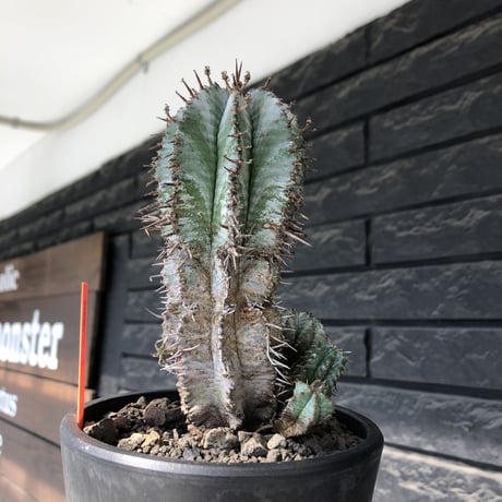 euphorbia horrida《大きめM size》子吹き群生株※現地球発根後店主国内管理6年株※ワイルドな木質化と荒々しく刺々しい男前な出立ち※mad black pot植え