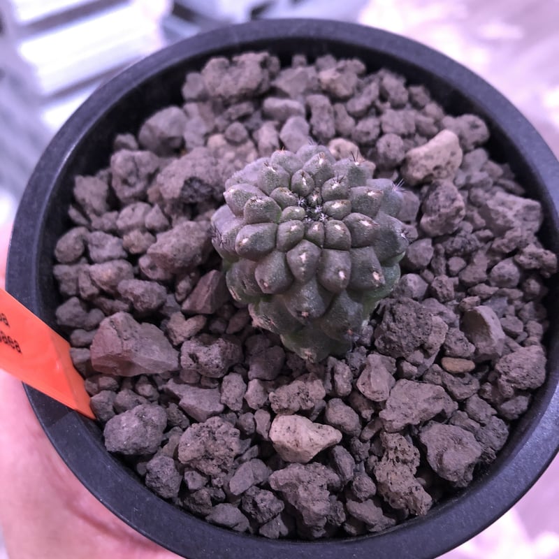 自根発根済コピアポアヒポガエア copiapoa hypogaea《大きめM size