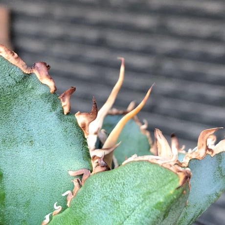 agave titanota  白鯨陽炎type《S size》※現地球株発根済 ②※唸り良き鋸歯に幅広肉厚タイプ※black pot植え