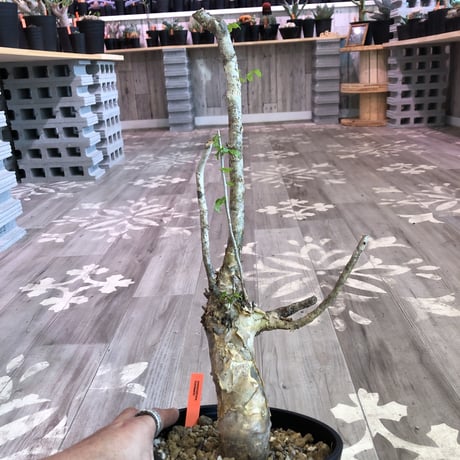 commiphora   humbertii《 L size》