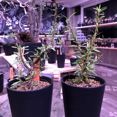 fouquieria   purpusii《M  size》※希少性高し