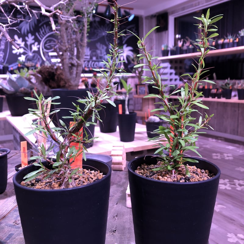 fouquieria purpusii《M size》※希少性高し | plants h