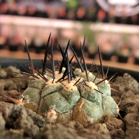 copiapoa   cinerea  黒王丸《大きめS size》※現地球株カキ仔自根株※現地球のDNAを引き継いだカキ仔良樹形株※mad black pot植え