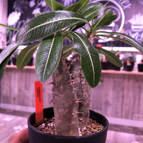 packypodium    cactipes《S size》triple-he'd  三分頭‼︎ 発根済み株
