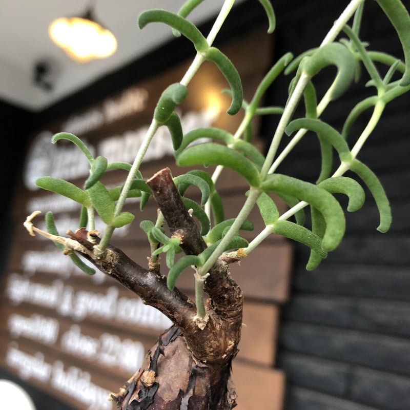 希少メストクレマツベローサム発根済 mestoklema tuberosum《S S size》※現地球発根済株※希少‼︎流通な