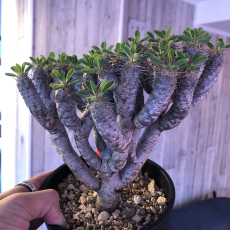 euphorbia    guillauminiana《L  size》明るいライトシルバー肌のbalance良き美株‼︎